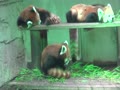 夢見ヶ崎動物公園　レッサーパンダの家族